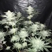 Cherry Poppers