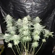 Super Lemon Haze