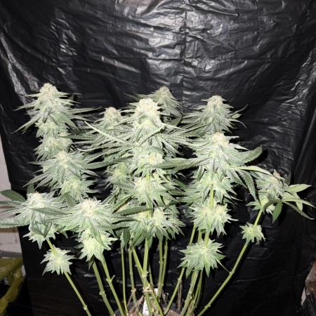 Super Lemon Haze
