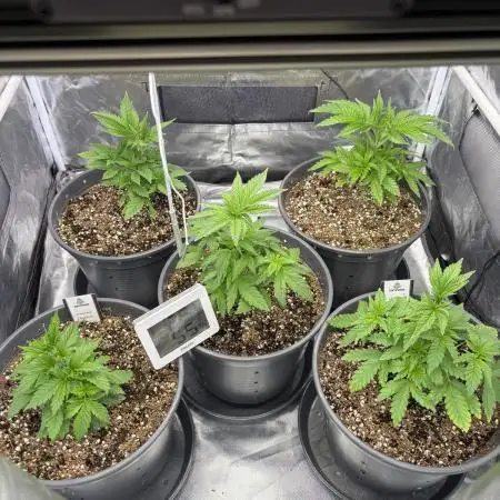Cocos Grow No 1