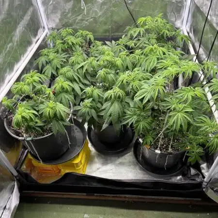 Cocos Grow No 1