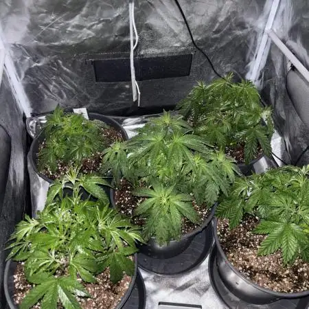 Cocos Grow No 1