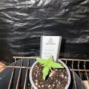 Rainbow Melon
