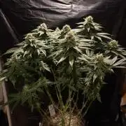 Super Lemon Haze
