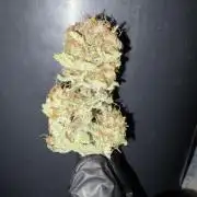 Grizzly Glue