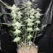 Apple Fritter