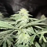 Super Lemon Haze