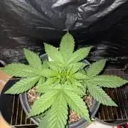 Rainbow Melon