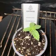 Lemonpaya