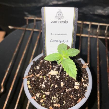 Lemonpaya