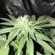 Super Silver Haze