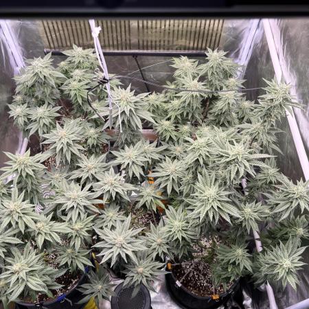 Cocos Grow No 1
