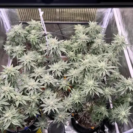 Cocos Grow No 1