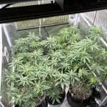 Cocos Grow No 1