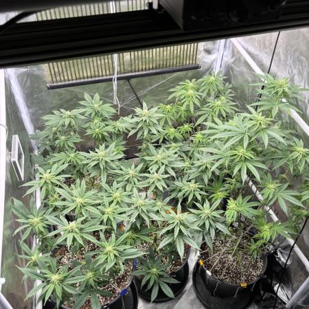 Cocos Grow No 1