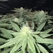 Super Lemon Haze