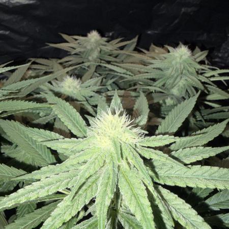 Super Lemon Haze
