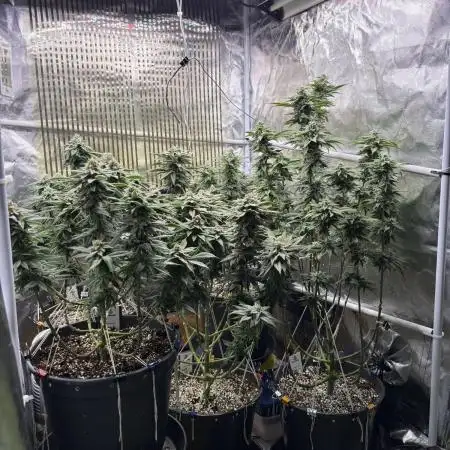 Cocos Grow No 1
