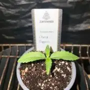 Cherry Poppers