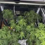 Cocos Grow No 1