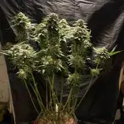 Super Lemon Haze