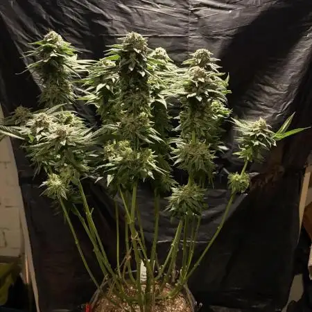 Super Lemon Haze