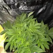 Super Silver Haze