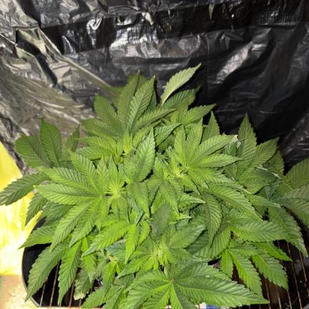 Super Silver Haze