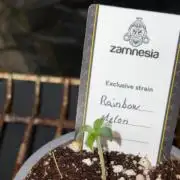 Rainbow Melon