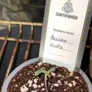 Passion Fruitz