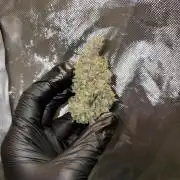 Super Silver Haze