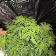 Apple Fritter