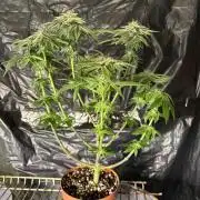 *Bonus* Micro Polar Gelato