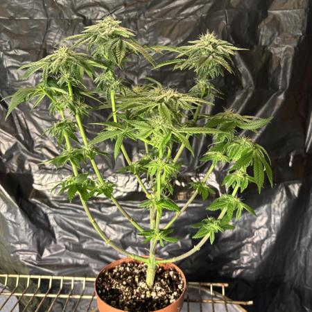 *Bonus* Micro Polar Gelato