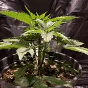 Cherry Poppers