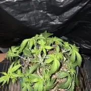 Apple Fritter