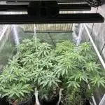 Cocos Grow No 1