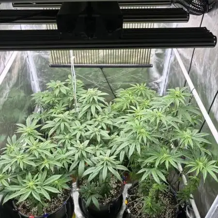 Cocos Grow No 1