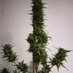 Outdoor Northern Lights