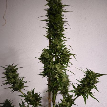 Outdoor Northern Lights