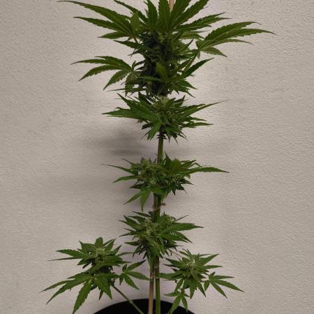 Devil XL Auto Outdoor Grow