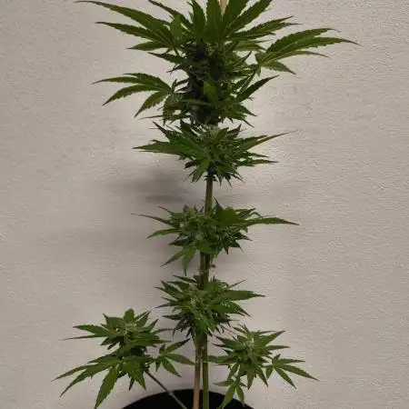 Devil XL Auto Outdoor Grow