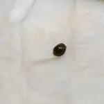 Nordkraut Seeds
