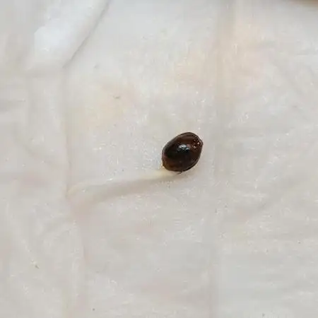 Nordkraut Seeds