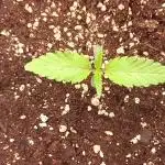 Nordkraut Seeds