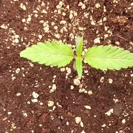 Nordkraut Seeds