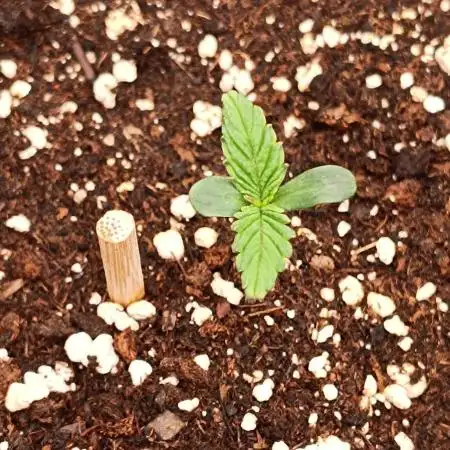 Nordkraut Seeds