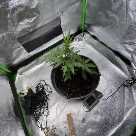 Indoor grow mit einer Auto