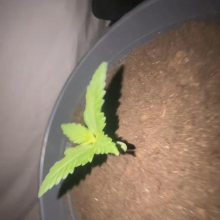 Indoor grow mit einer Auto