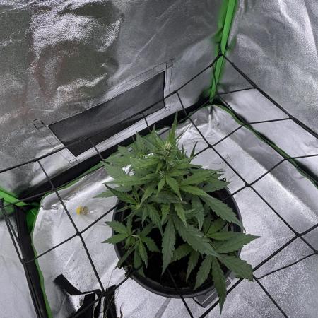 Indoor grow mit einer Auto
